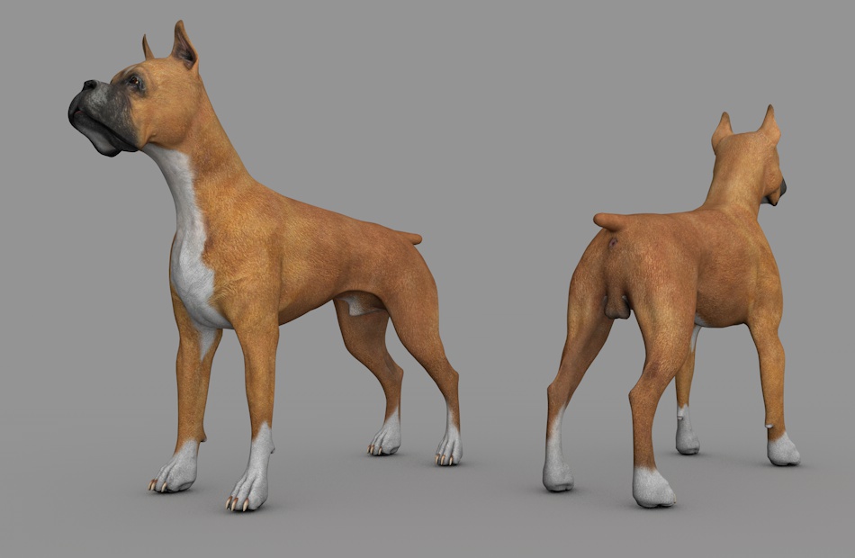 大嘴巴黄狗短尾巴宠物狗3d动物模型插图