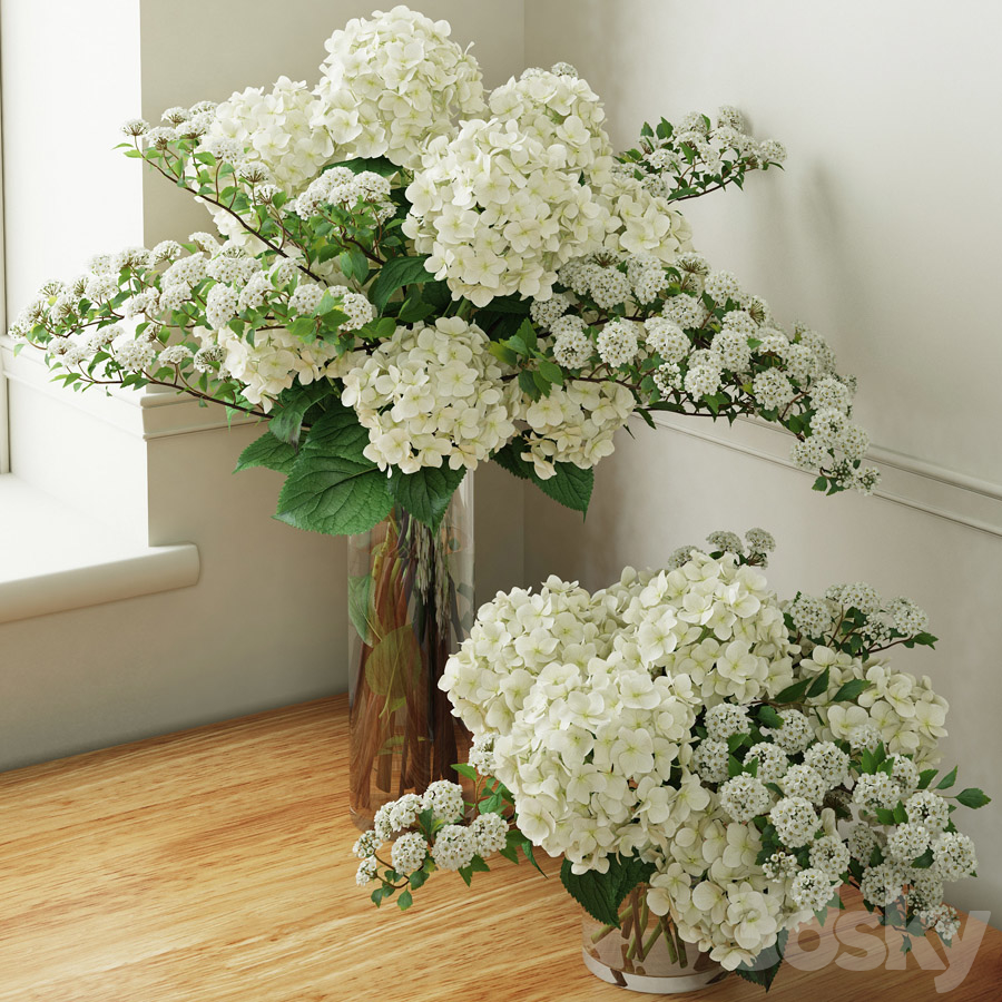窗台阳光下的白色绣球花3d植物模型插图1
