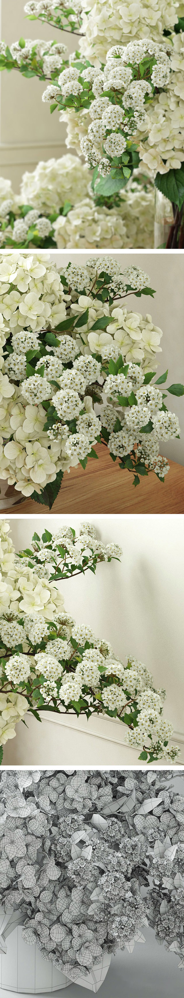 窗台阳光下的白色绣球花3d植物模型插图