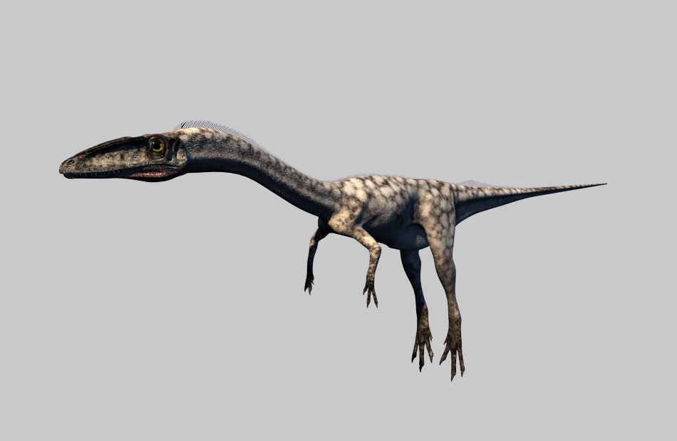 小型食肉恐龙虚型龙Coelophysis模型下载插图