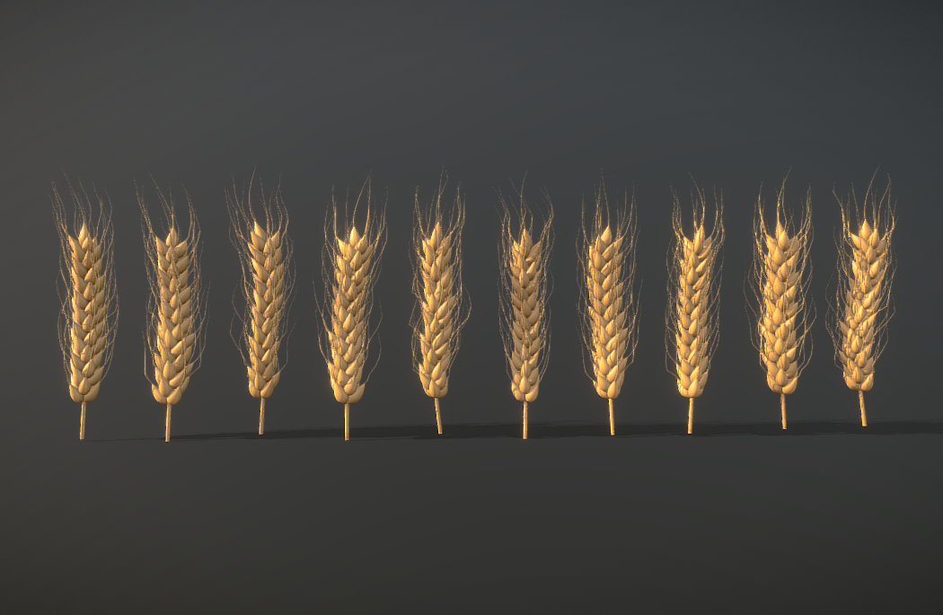 金灿灿的饱满小麦颗粒植物fbx模型插图1