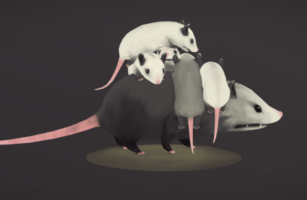 负鼠妈妈鼠宝宝老鼠手绘四边形3d模型插图3