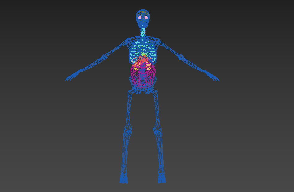 超写实人体骨架+内脏解剖+人体器官3d人物模型下载插图