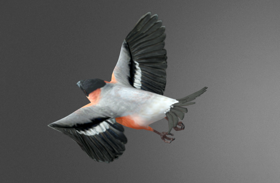 鸽子dove-bird-rigged飞翔动画动作fbx模型下载插图2