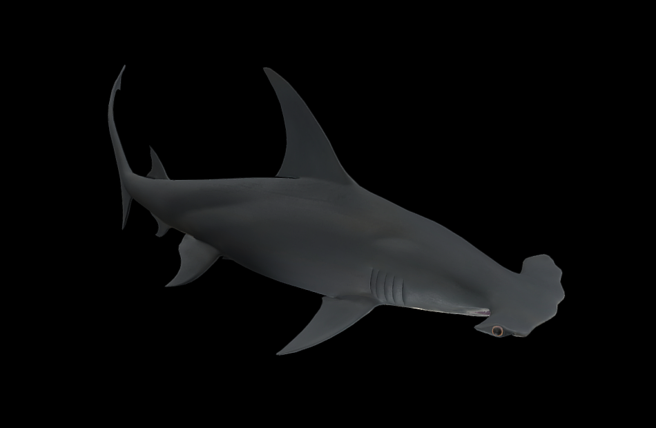 大锤头鲨great-hammerhead-shark游动动画模型下载插图3