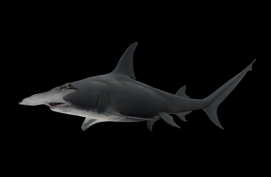大锤头鲨great-hammerhead-shark游动动画模型下载插图1