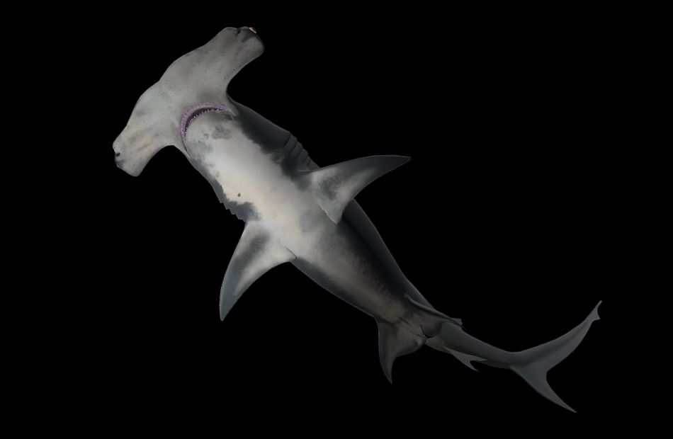 大锤头鲨great-hammerhead-shark游动动画模型下载插图2