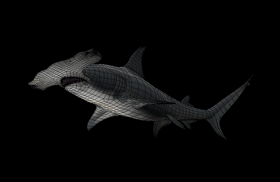 大锤头鲨great-hammerhead-shark游动动画模型下载插图4