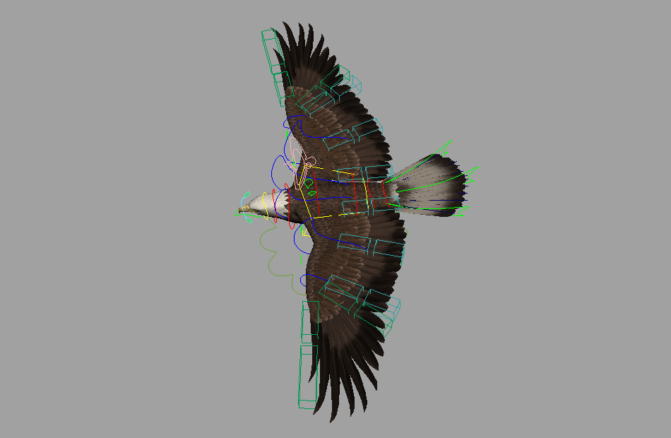 非常棒的老鹰Eagle_ai_2017写实动物maya绑定模型下载插图1