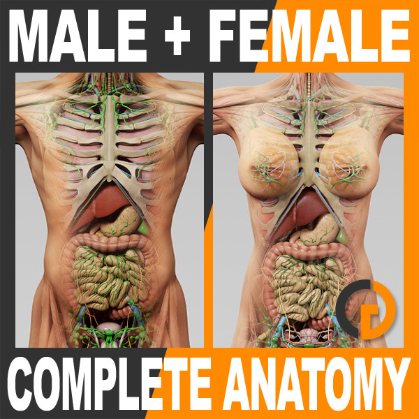 非常完整的男性和女性解剖HQ3Danatomy3d模型_非常的全面-人类3d模型插图