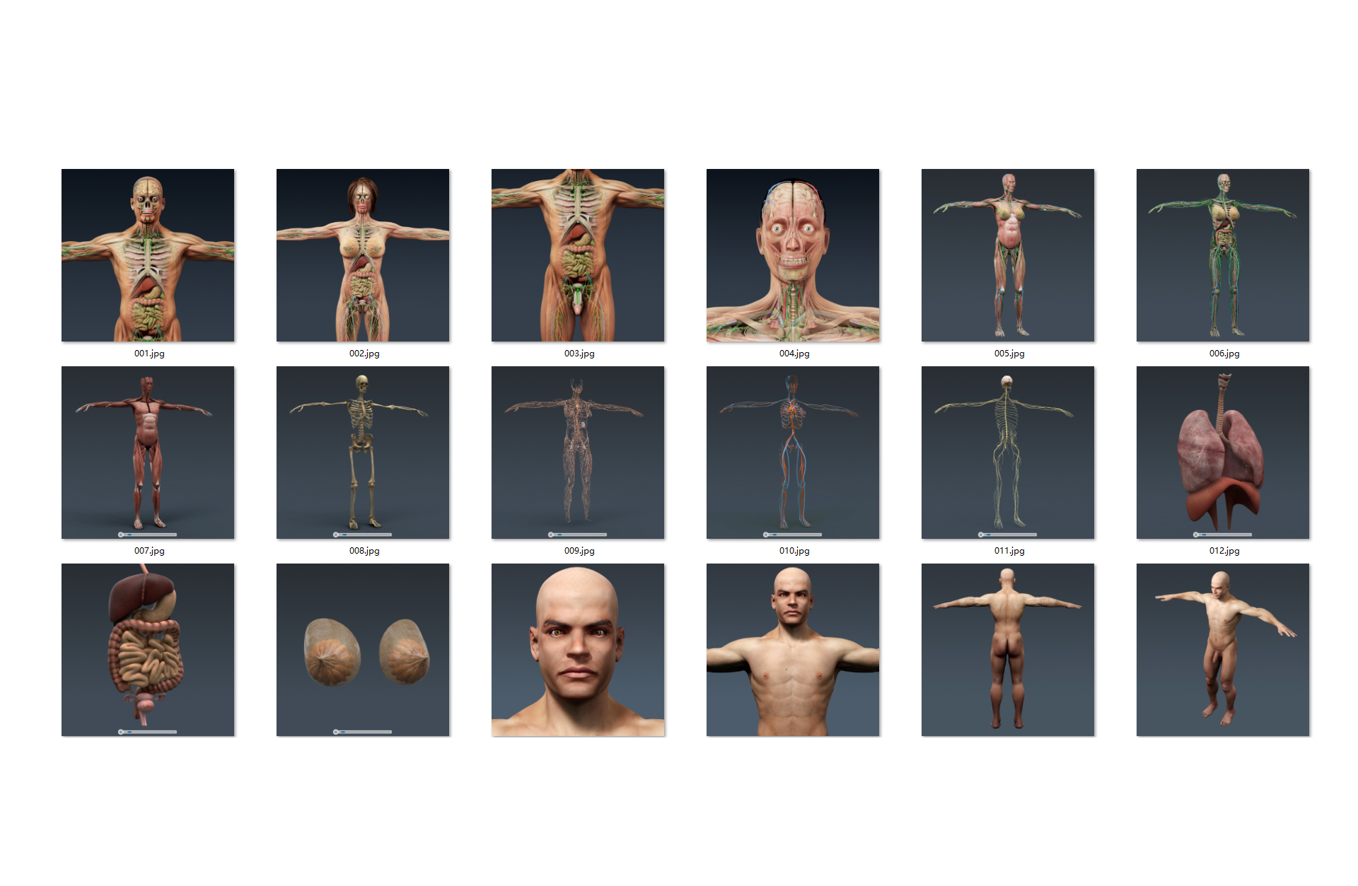 非常完整的男性和女性解剖HQ3Danatomy3d模型_非常的全面-人类3d模型插图2