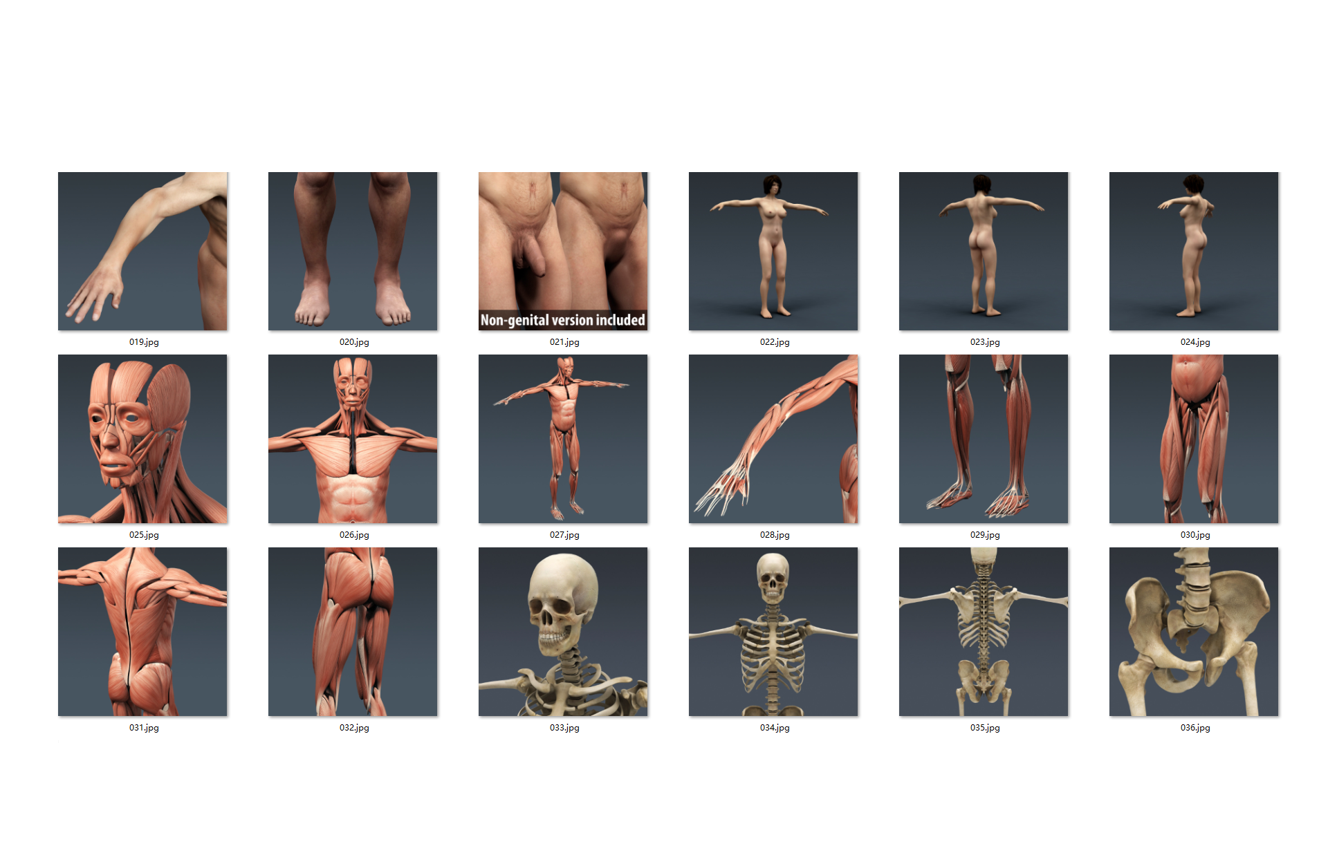 非常完整的男性和女性解剖HQ3Danatomy3d模型_非常的全面-人类3d模型插图3