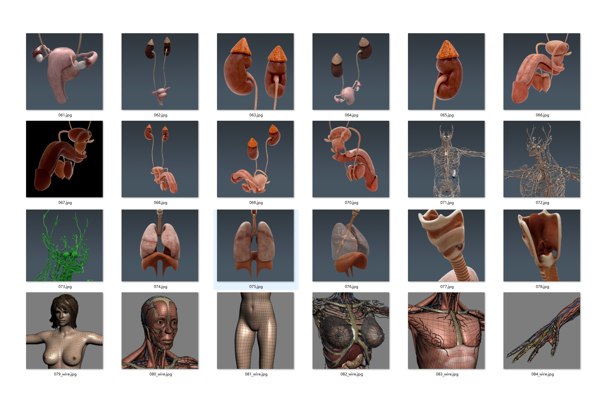 非常完整的男性和女性解剖HQ3Danatomy3d模型_非常的全面-人类3d模型插图5