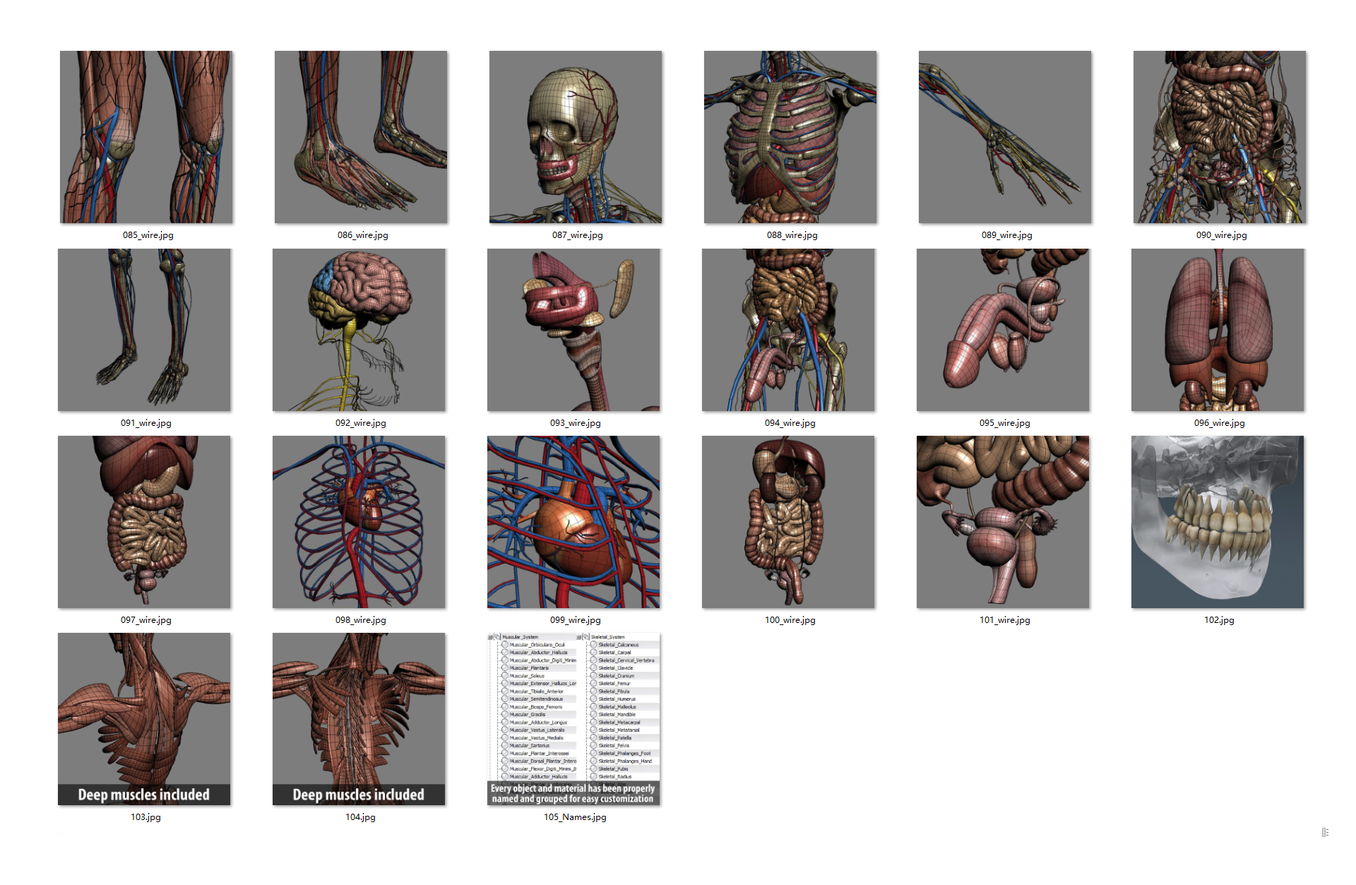 非常完整的男性和女性解剖HQ3Danatomy3d模型_非常的全面-人类3d模型插图6