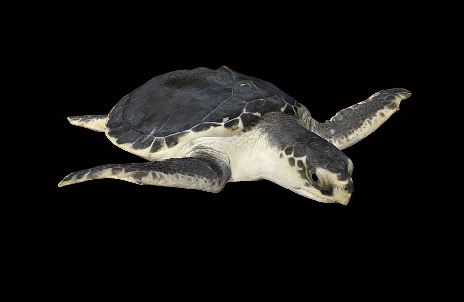 海龟bleng模型+动画fbx模型下载插图1