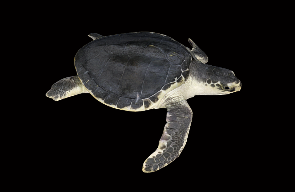 海龟bleng模型+动画fbx模型下载插图