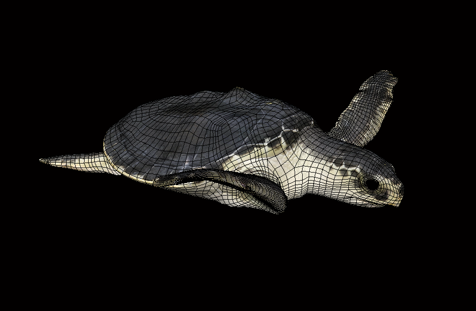 海龟bleng模型+动画fbx模型下载插图2