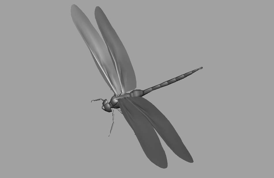 蜻蜓dragonfly+maya写实模型下载插图