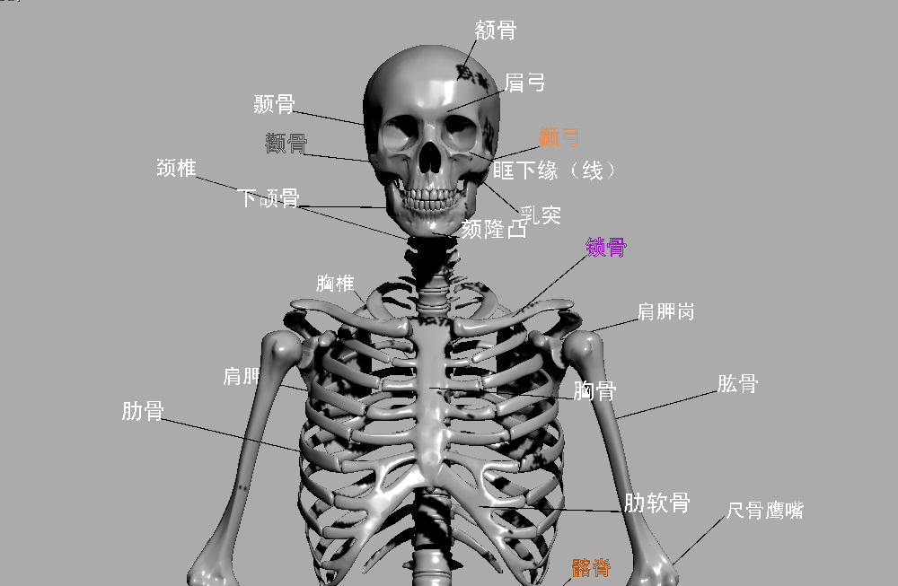 高精度的医学解刨学人类骨骼3dmax模型插图1
