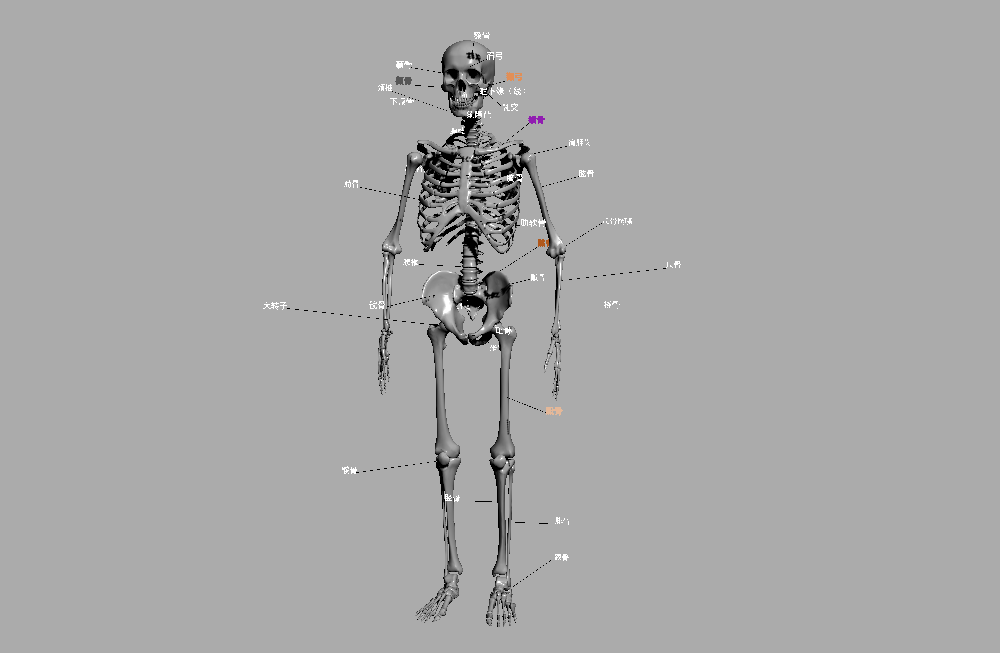 高精度的医学解刨学人类骨骼3dmax模型插图