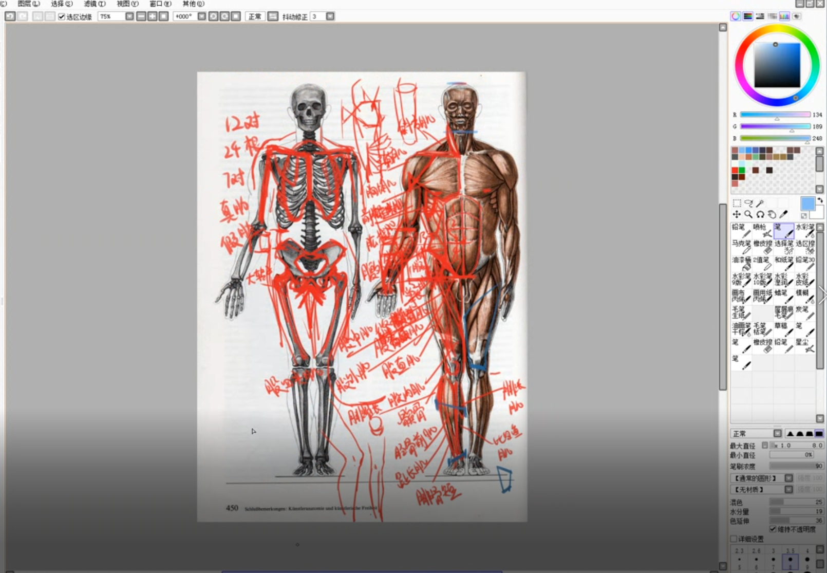 日系薄涂入门ps插画教程-人体结构原话教程免费学习07插图