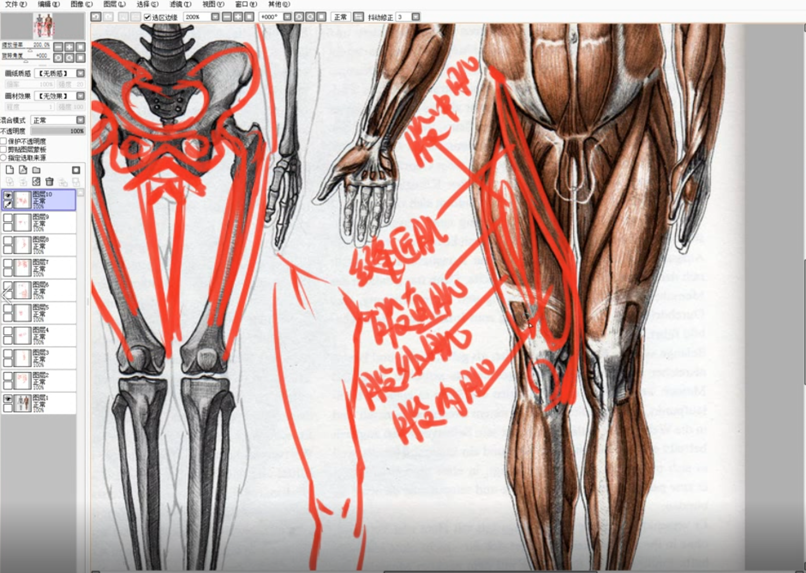 日系薄涂入门ps插画教程-人体结构原话教程免费学习08插图