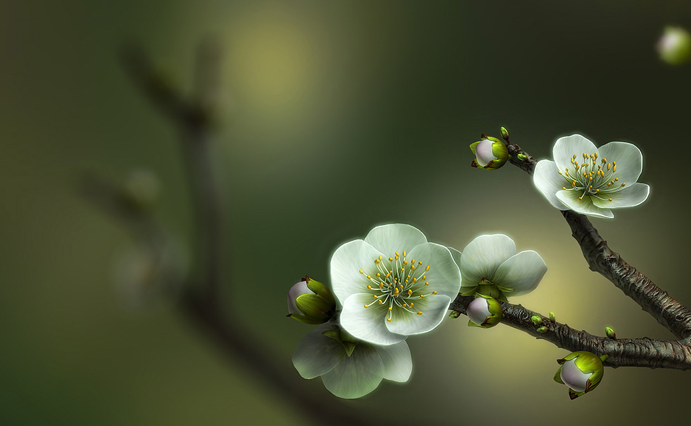 中国风梅花maya模型 带动画插图