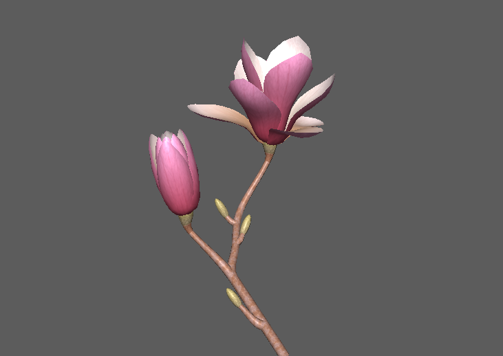 maya植物模型之紫红色的玉兰花