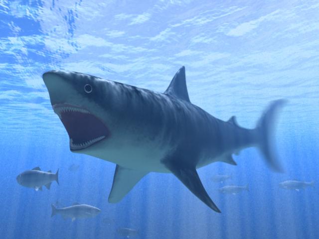 shark_finalwork水下鲨鱼张开口进食场景插图