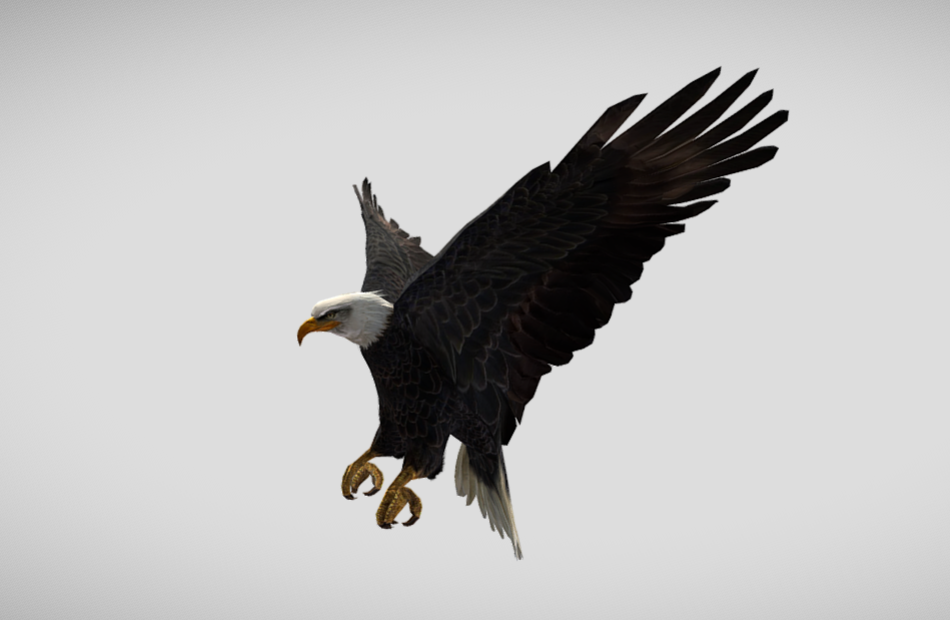 带有动画的着陆鹰fbx模型下载插图1