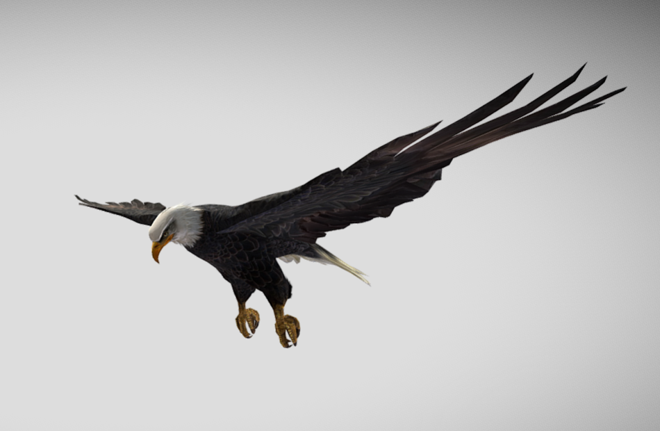 带有动画的着陆鹰fbx模型下载插图