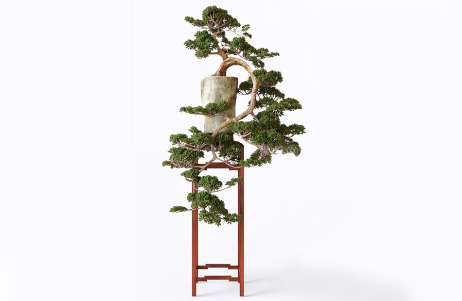 中式松树盆栽植物3d模型插图