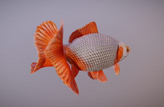 漂亮的金鱼fbx动画模型插图