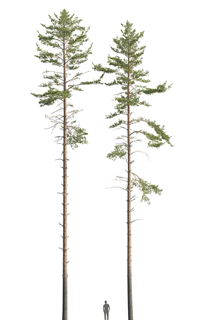 森林的松树3d模型下载插图2