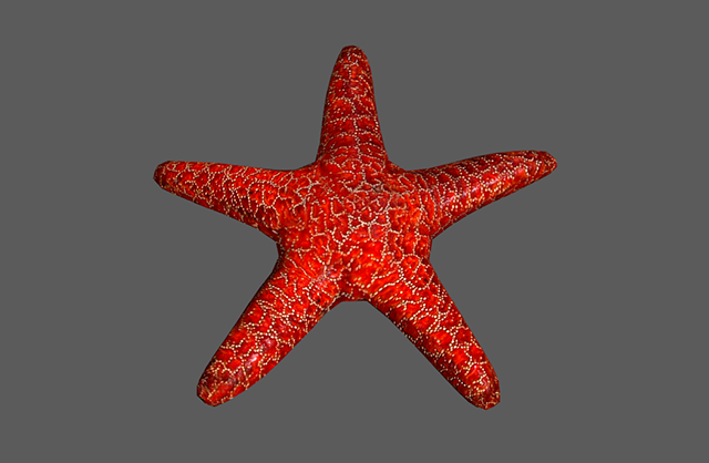 红色海星3dmax写实模型下载插图