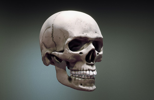 人类头骨 骷髅头3d模型下载插图