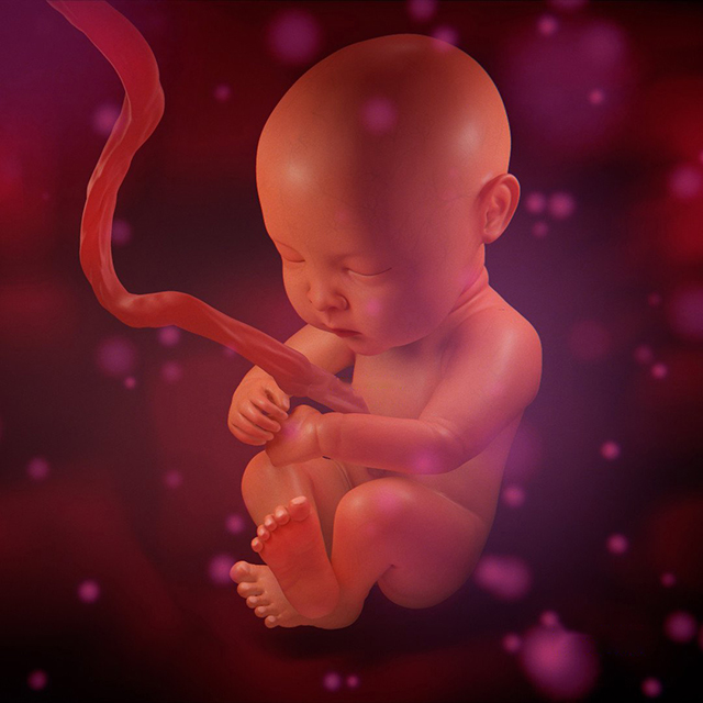 孕妇肚子里的 人胚胎 婴儿3d动画演示模型下载插图