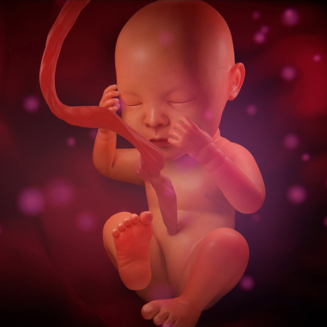 孕妇肚子里的 人胚胎 婴儿3d动画演示模型下载插图2
