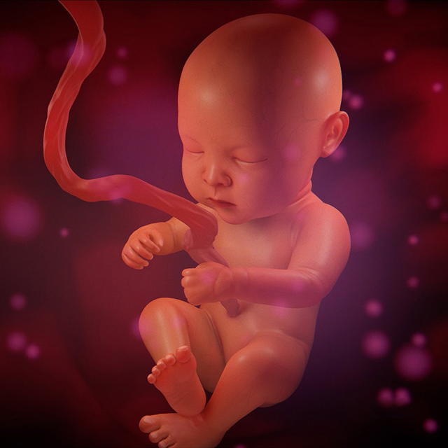 孕妇肚子里的 人胚胎 婴儿3d动画演示模型下载插图1