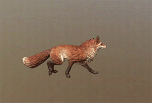 狐狸全套攻击动作动画3d模型插图