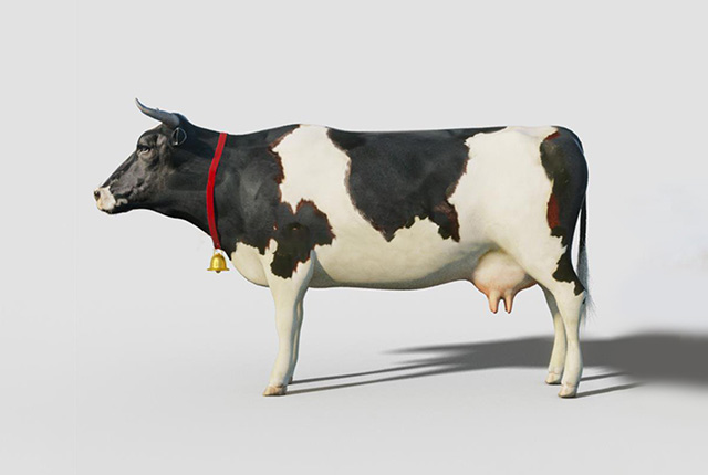 产奶的母牛3dmax模型，有贴图插图