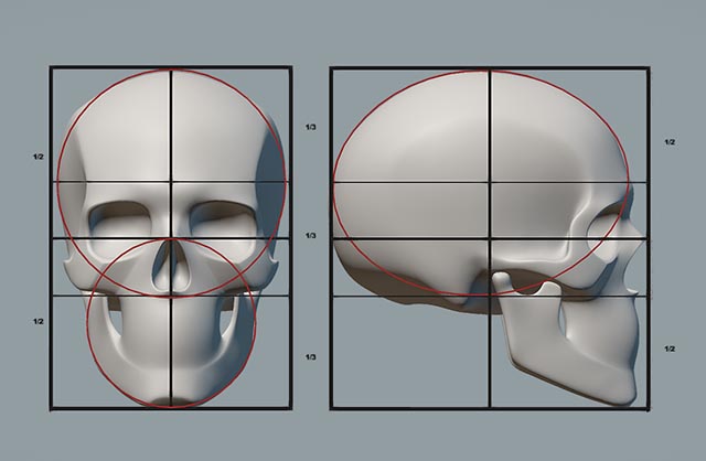 简化的人体头骨骨骼医用模具3d模型插图