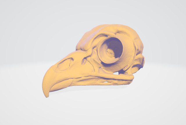 老鹰头骨3d打印模型下载插图1
