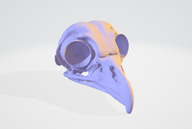 老鹰头骨3d打印模型下载插图