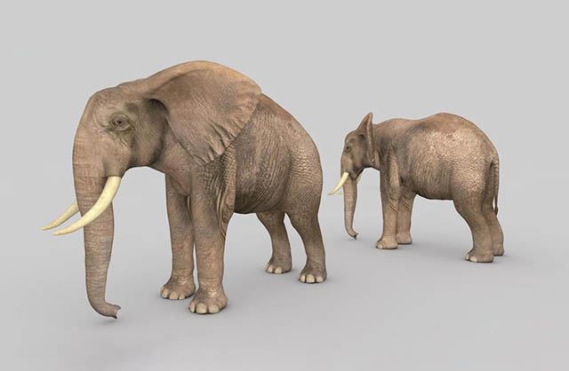 大象写实动物C4D模型插图