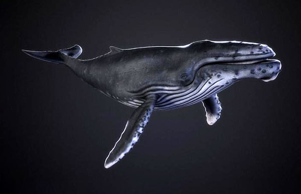 Humpback whlae座头鲸3d模型插图