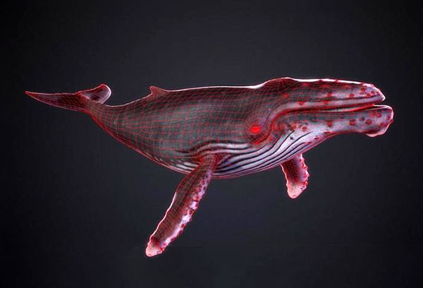 Humpback whlae座头鲸3d模型插图1