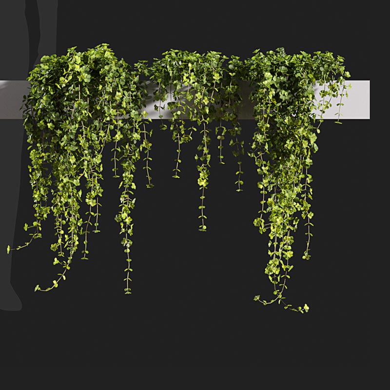 窗台上的爬藤植物3d模型插图