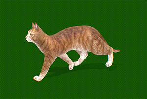 小猫咪散步动作动画模型插图