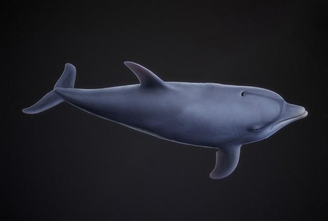 Bottle-Nose Dolphin 宽吻海豚3dmax模型插图1